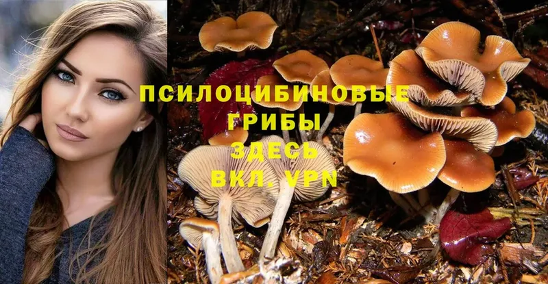 Псилоцибиновые грибы Psilocybine cubensis  omg   Юрьев-Польский 